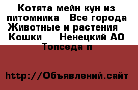 Котята мейн-кун из питомника - Все города Животные и растения » Кошки   . Ненецкий АО,Топседа п.